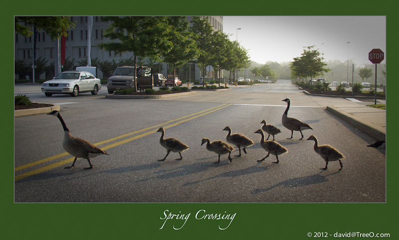 Spring Crossing