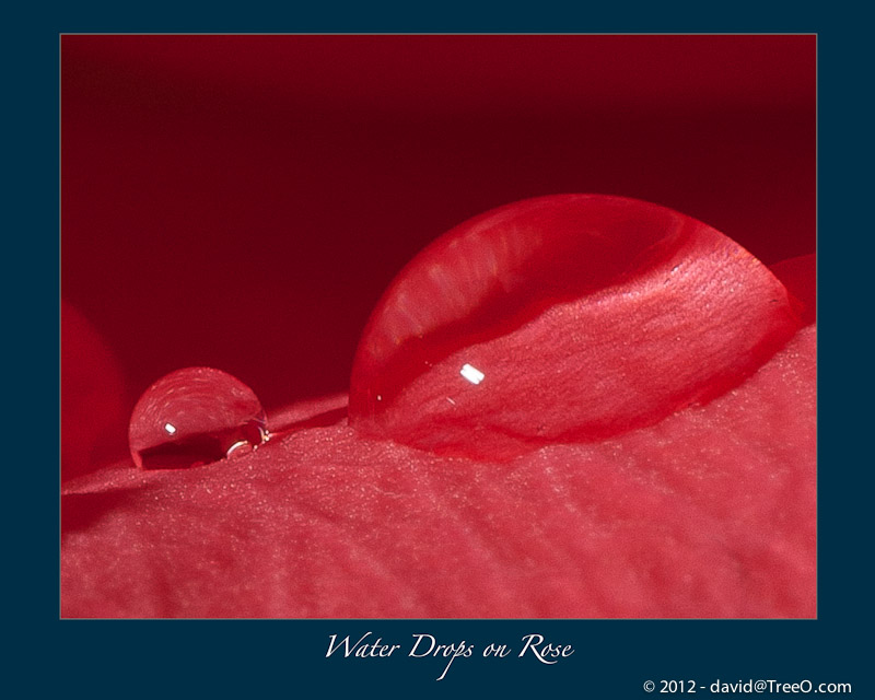 Water Drops on Rose