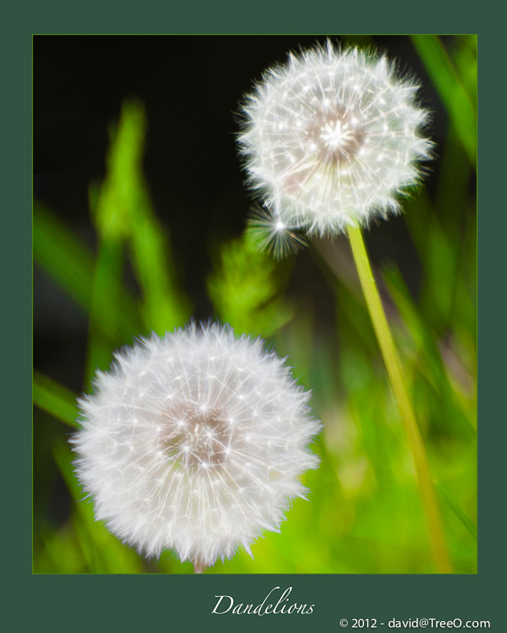 Dandelions