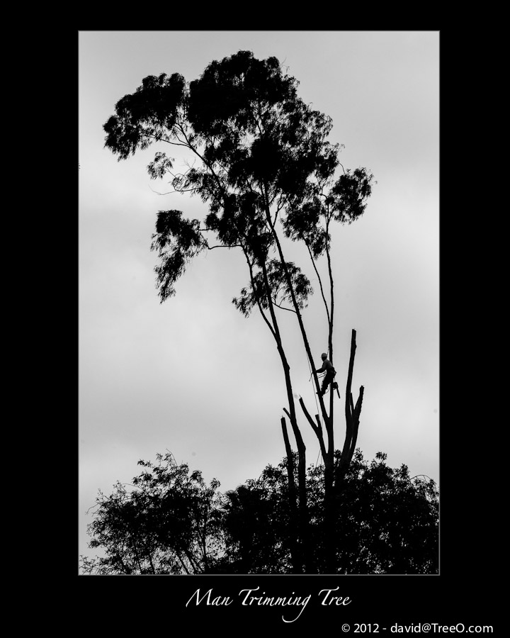 Man Trimming Tree