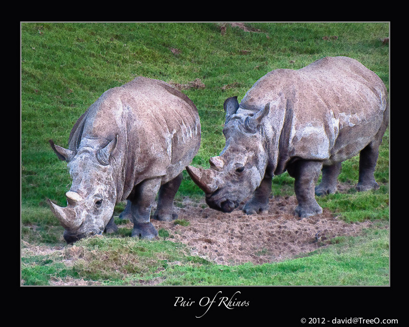 Pair of Rhinos