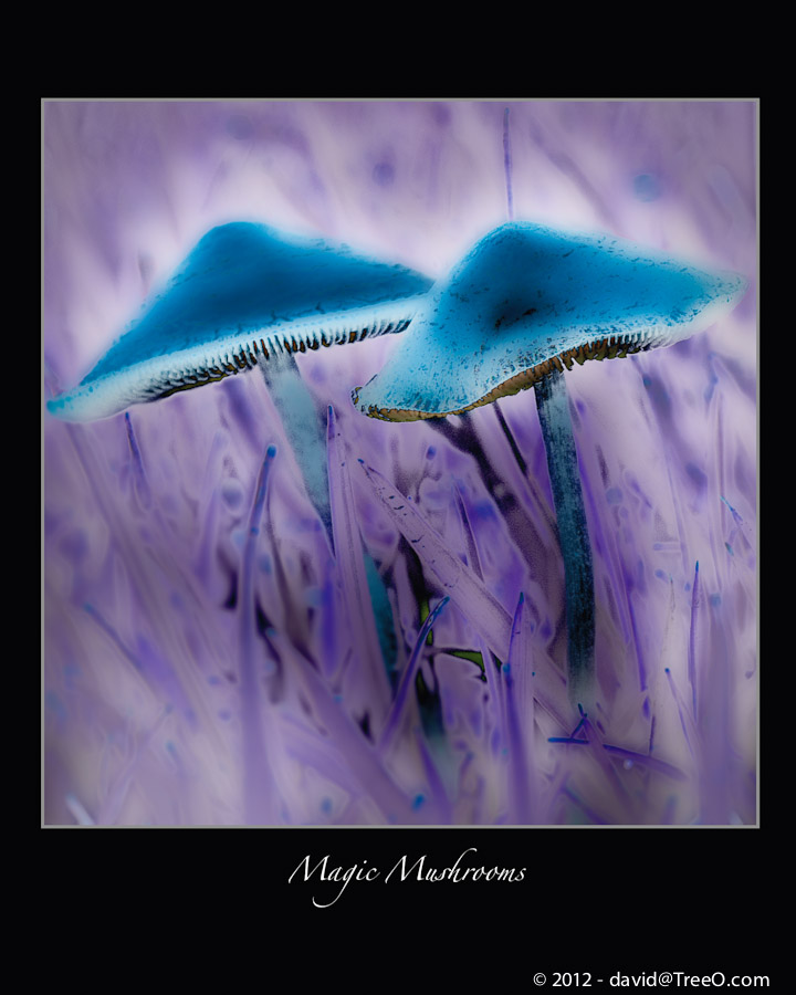 Magic Mushrooms