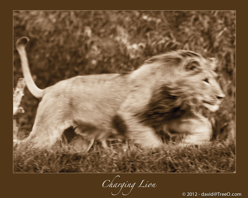 Charging Lion