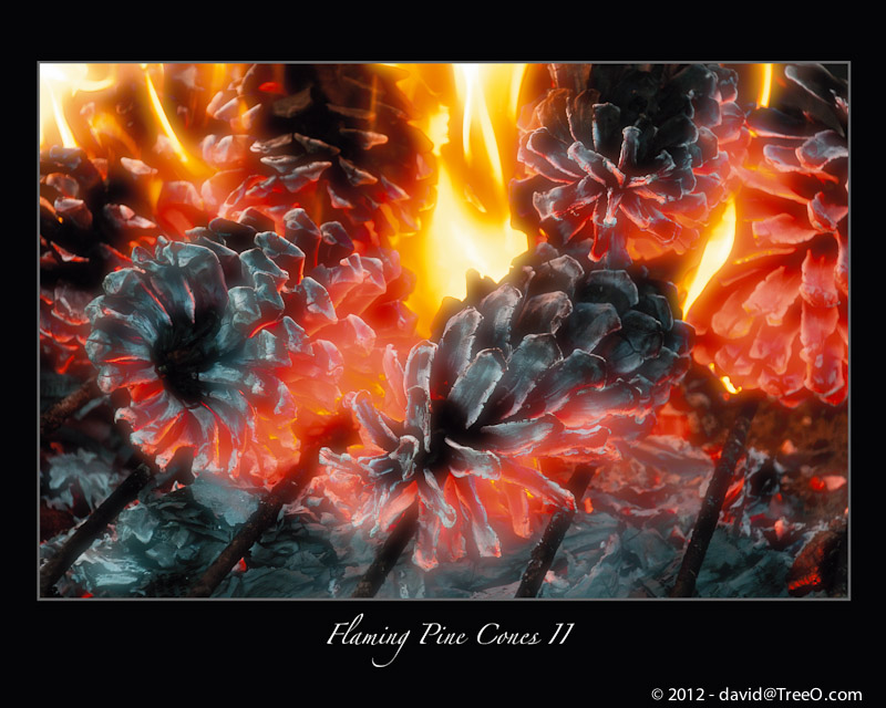 Flaming Pine Cones #2