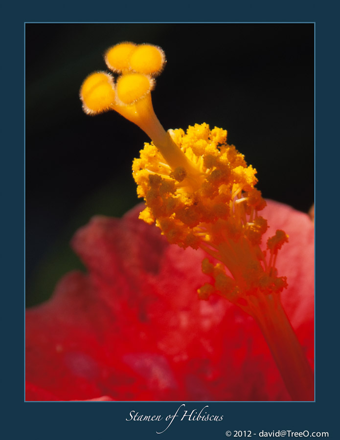 Stamen of Hibiscus