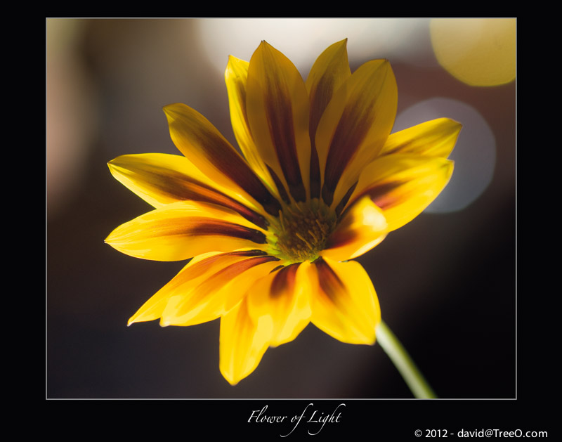 Flower of Light