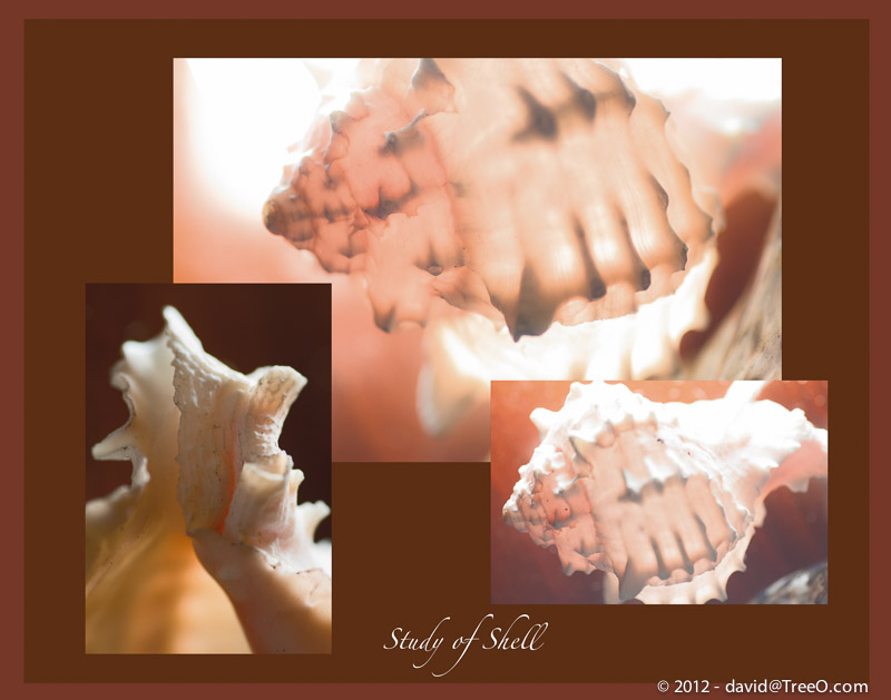 Study of Shell
