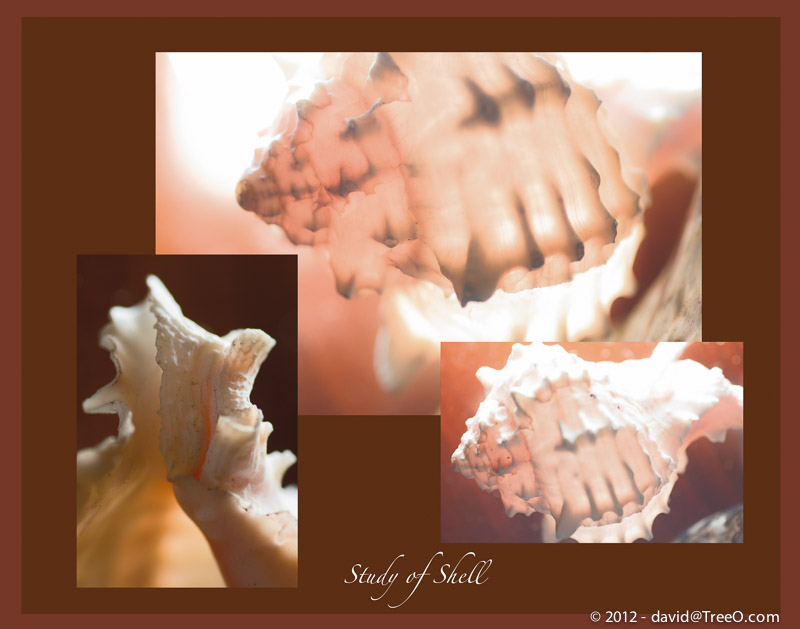 Study of Shell - Tabletop - Philadelphia, Pennsylvania - October 12, 2008