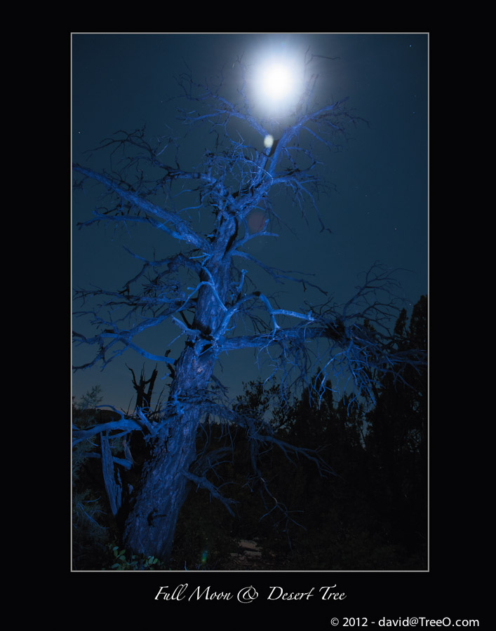 Full Moon & Desert Tree