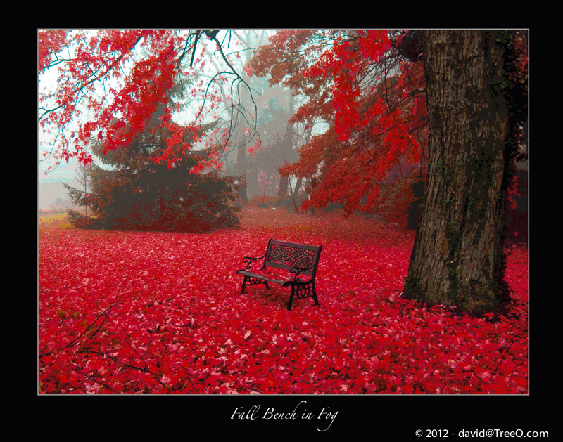 Fall Bench in Fog