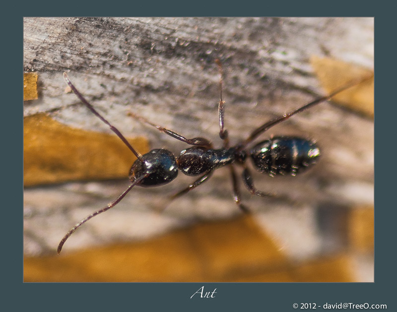 Ant