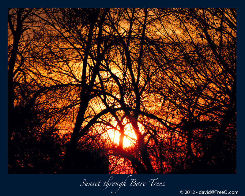 Sunset through Bare Trees