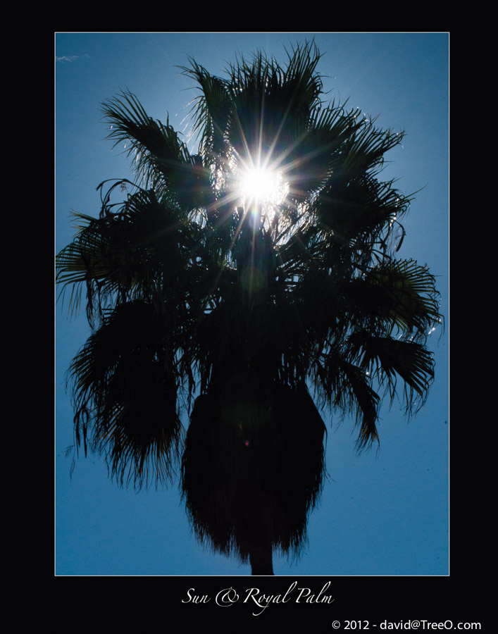 Sun & Royal Palm