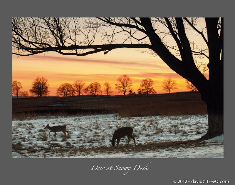 Deer at Snowy Dusk