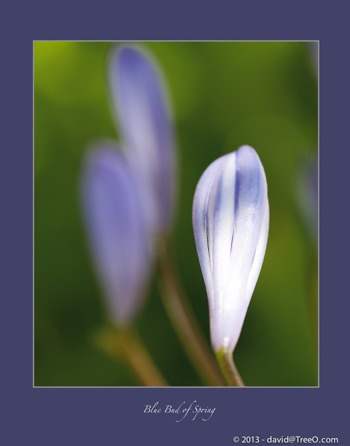 Blue Bud of Spring