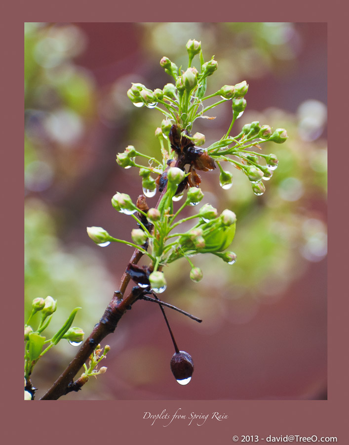 Droplets from Spring Rain