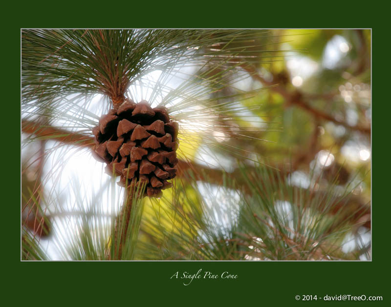 A Single Pine Cone