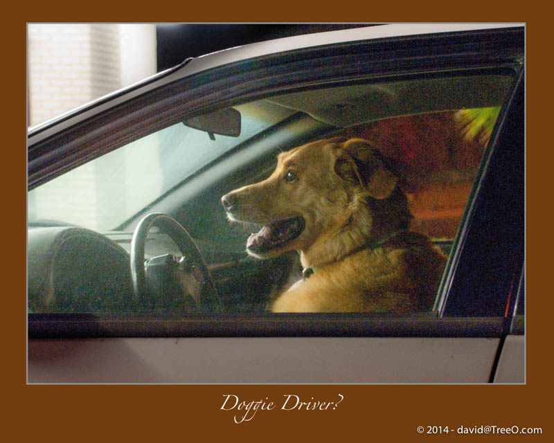 Doggie Driver?