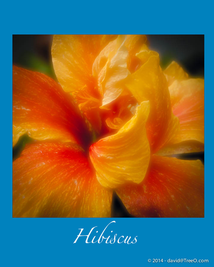 Heart of Hibiscus