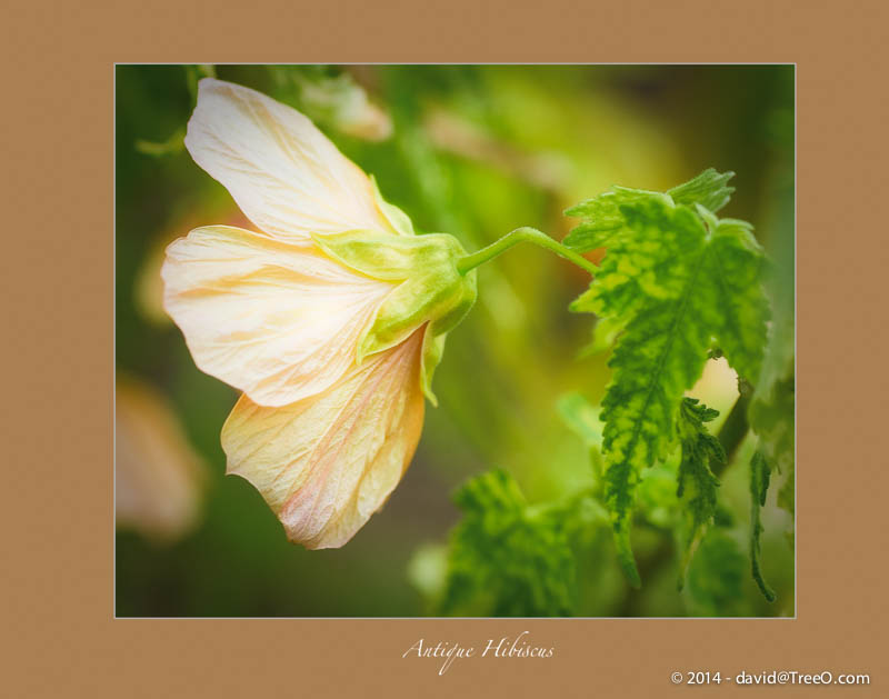 Antique Hibiscus