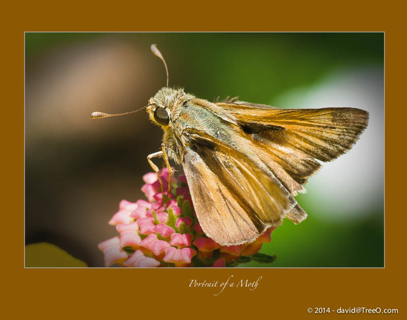 Portrait of a Moth