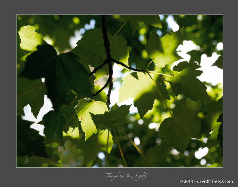 Through the Tree, Lightly