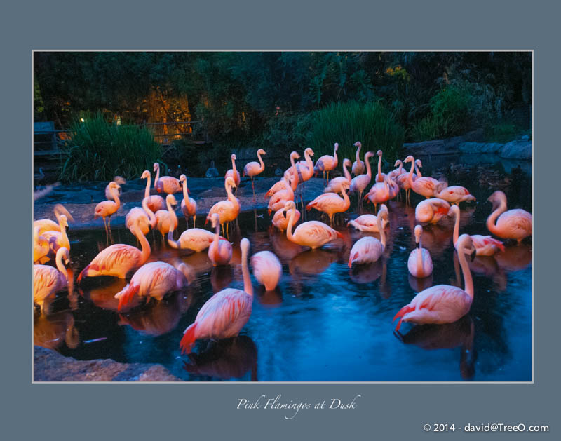 Pink Flamingos at Dusk