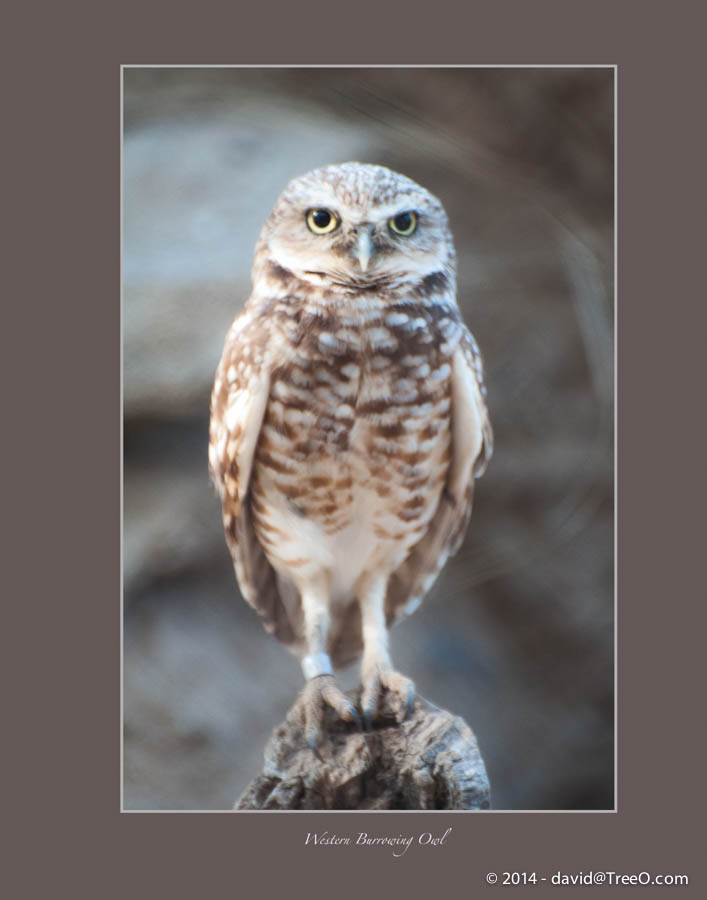 Western Burrowing Owl