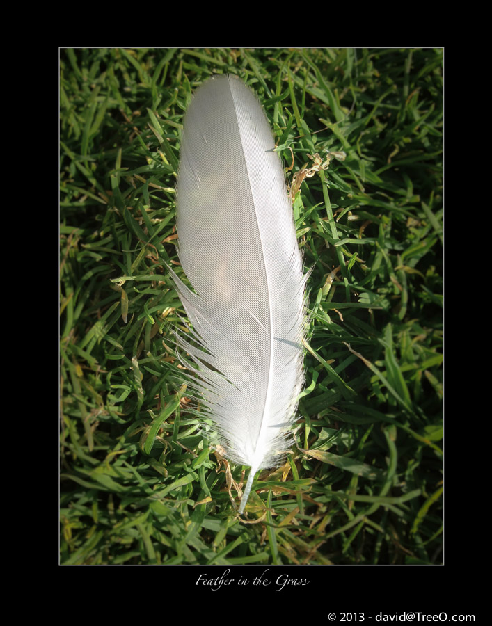 Feather in the Grass