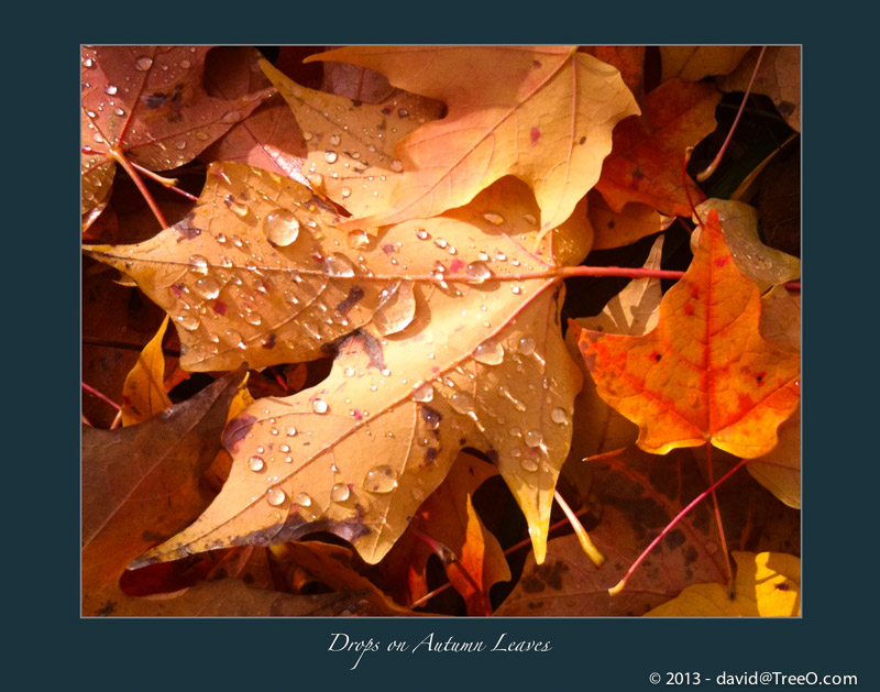 Drops on Autumn Leaves