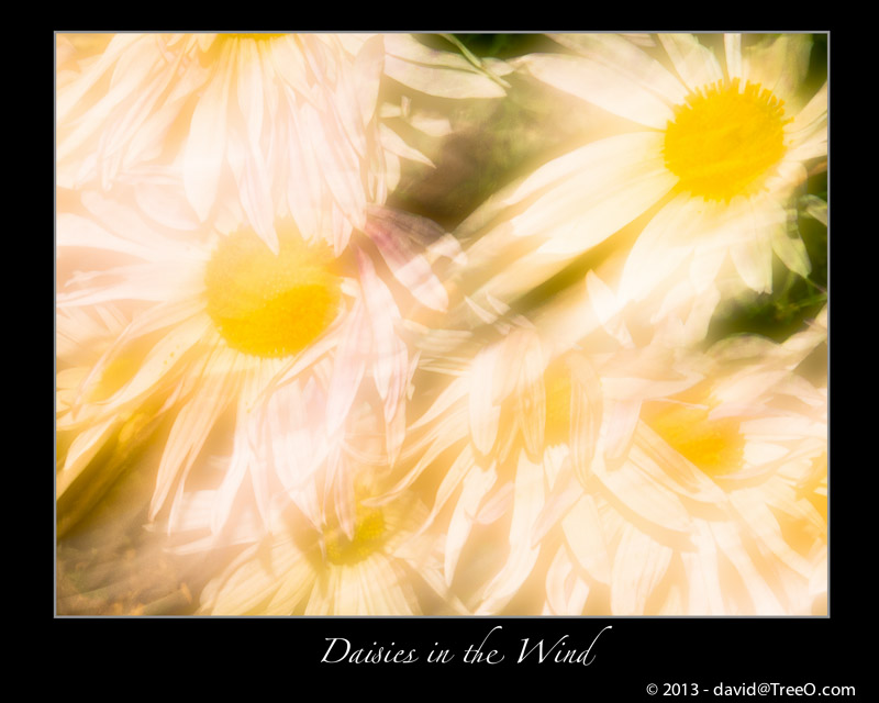 Daisies in the Wind