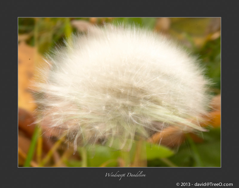 Windswept Dandelion