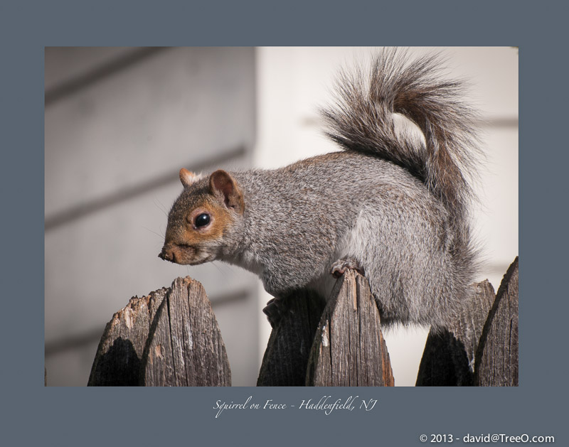 Squirrel on Fence