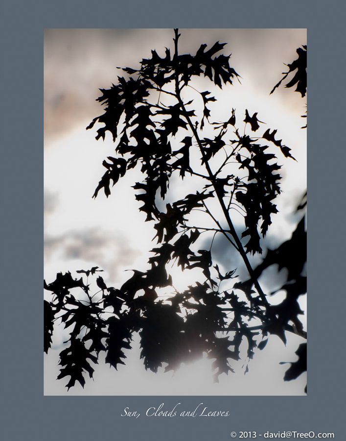 Sun, Clouds and Leaves in Haddonfield