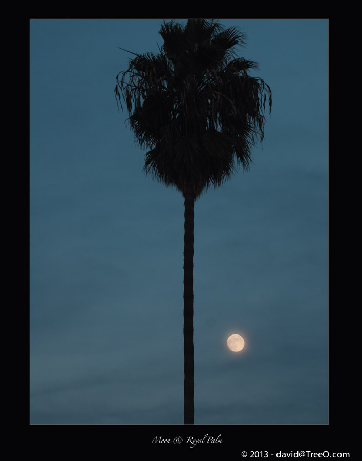 Moon & Royal Palm