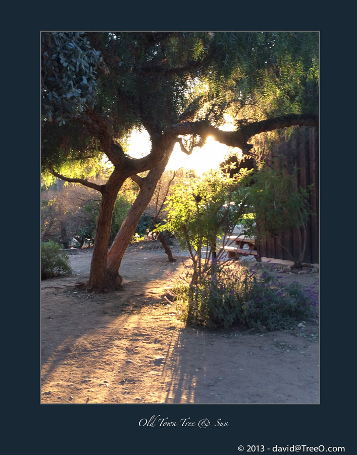 Old Town Tree & Sun