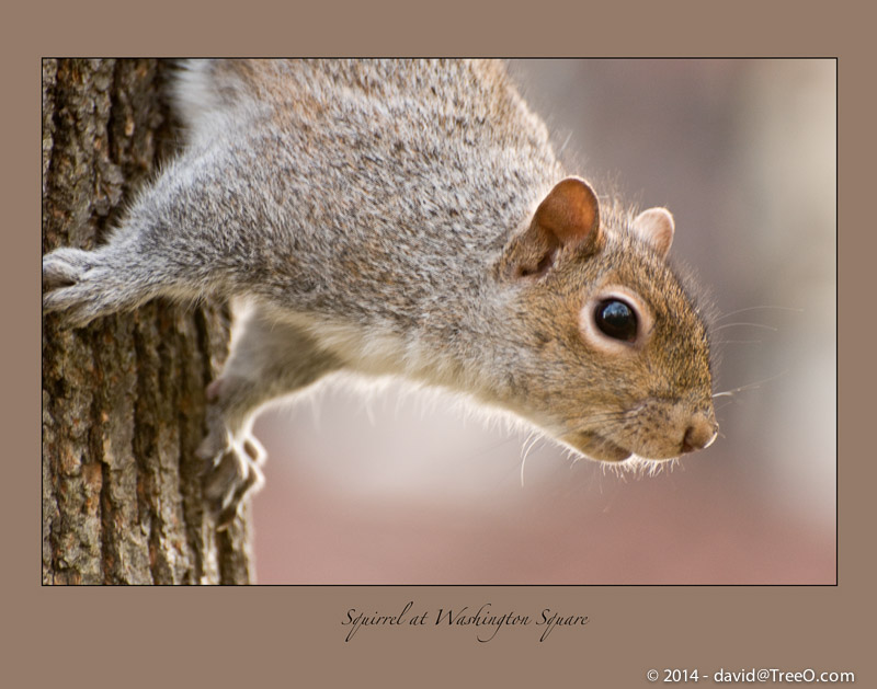 Squirrel at Washington Square