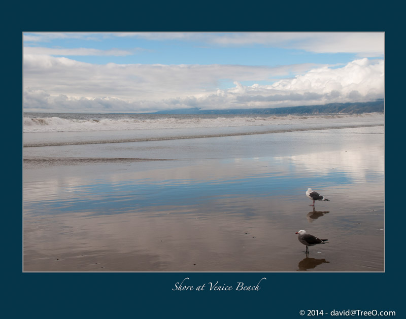 Shore at Venice Beach