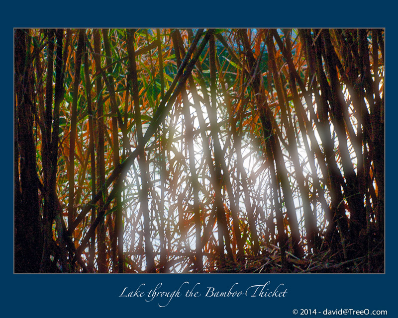 Lake Through the Bamboo Thicket