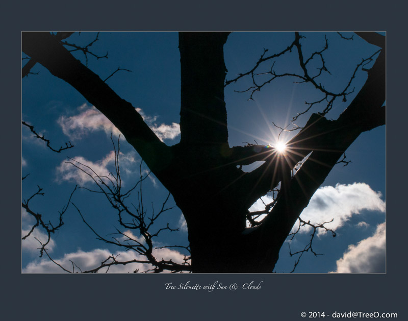 Tree Silouette with Sun & Clouds