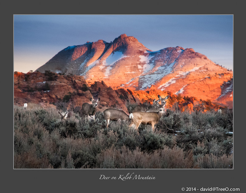 Deer on Kolob Mountain