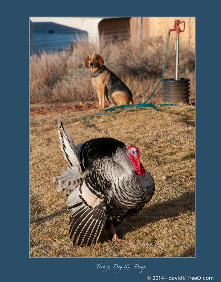 Turkey, Dog & Pump