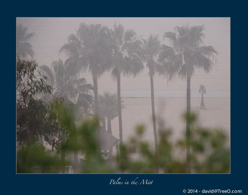 Palms in the Mist