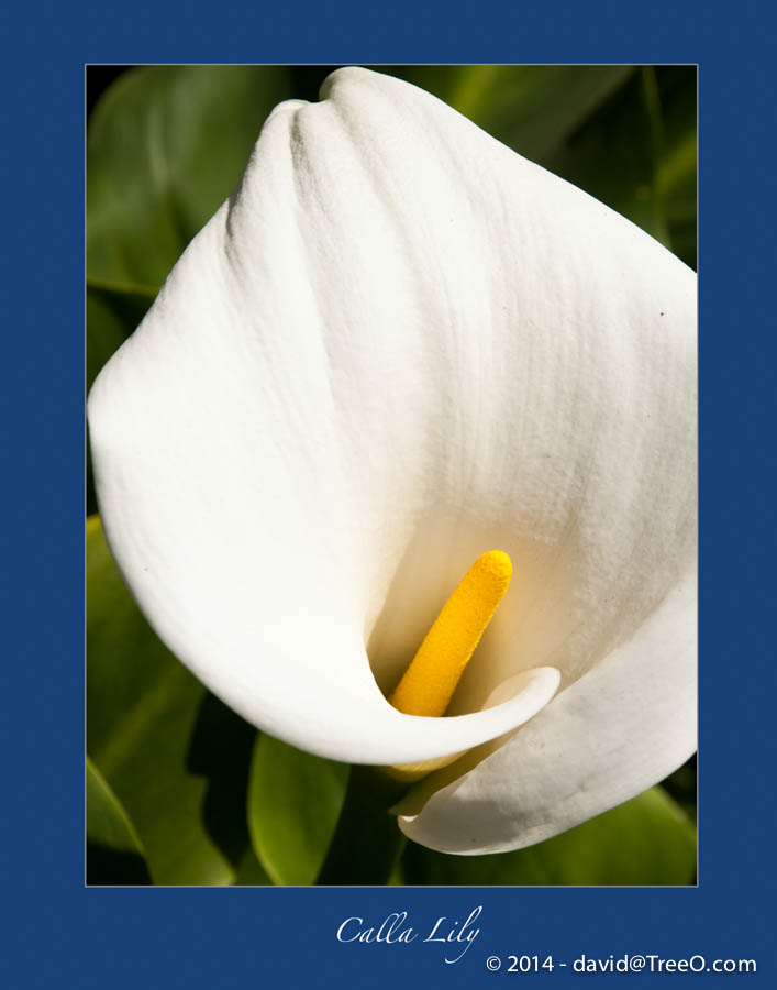 Calla Lily