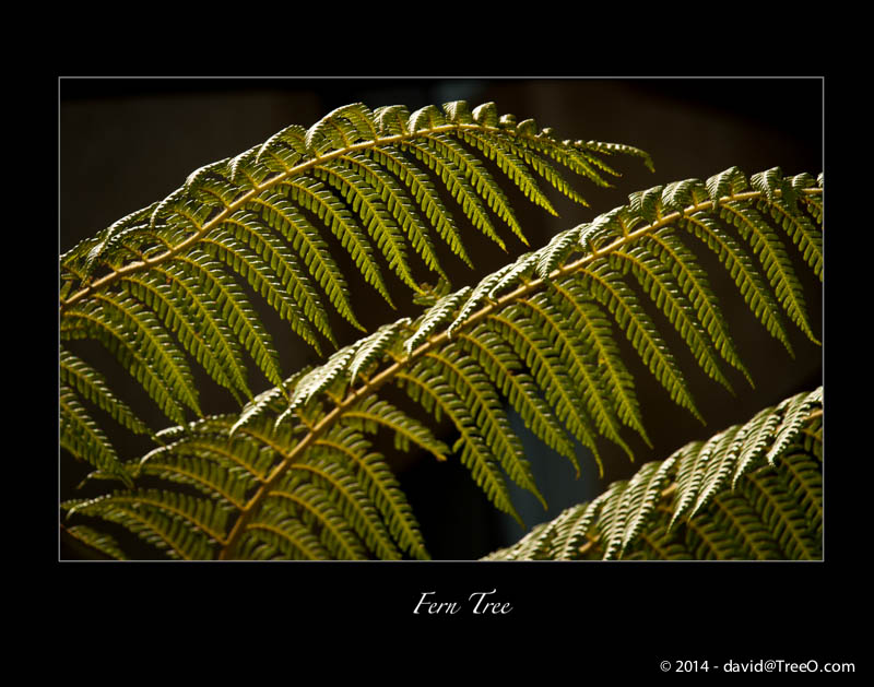 Fern Tree