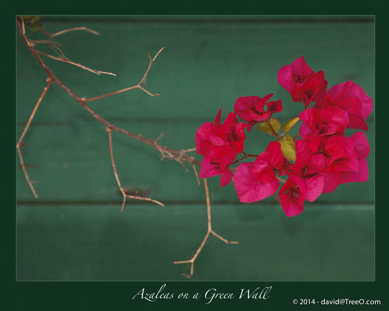 Azaleas on a Green Fence