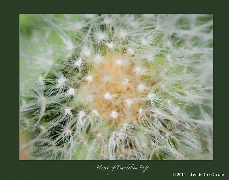 Heart of Dandelion Puff