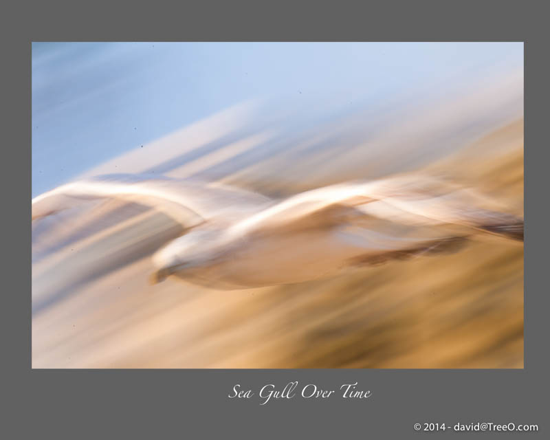 Sea Gull Over Time