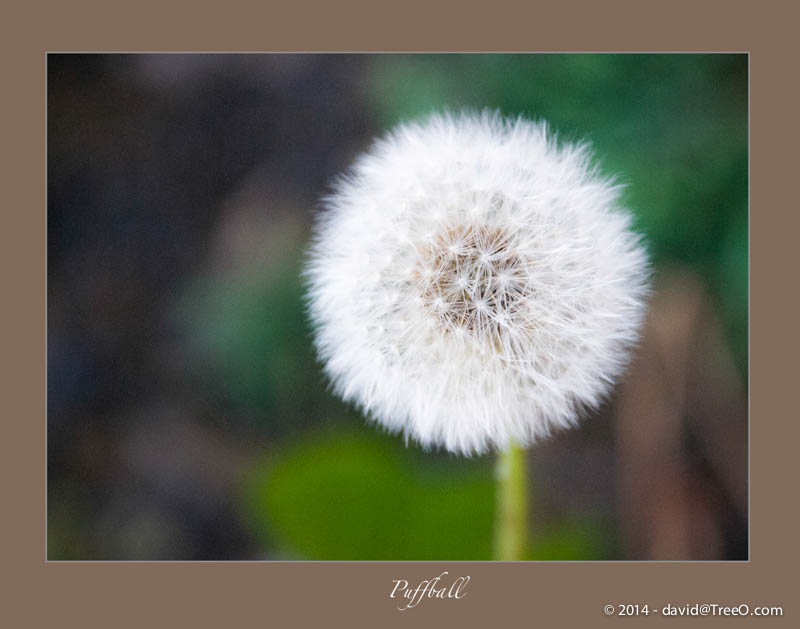 Puffball