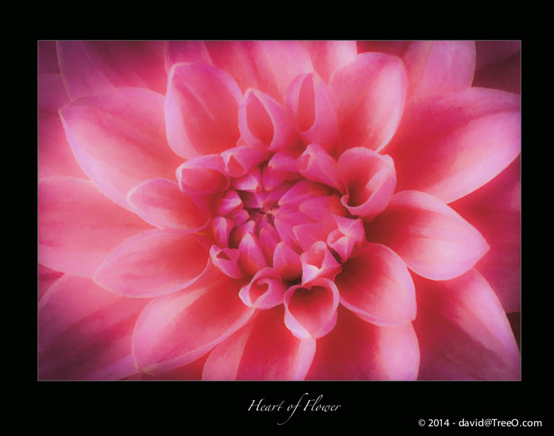 Heart of Flower